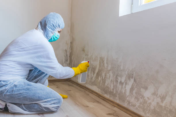Licensed Mold Removal service in Jamaica, VA - WQB Mold Removal